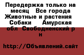 Передержка только на месяц - Все города Животные и растения » Собаки   . Амурская обл.,Свободненский р-н